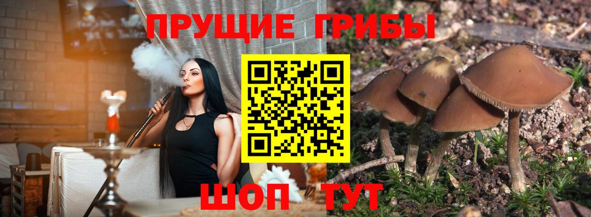 Псилоцибиновые грибы Magic Shrooms  Вход с VPN  Псилоцибиновые грибы GOLDEN TEACHER  Свободный 